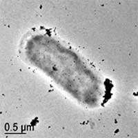 Biológiai kicsapás Shewanella oneidensis által immobilizált