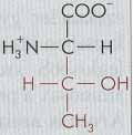 treonindehidratáz Oxidatív dekarboliláció α ketobutirát Propionil-CoA Treonin, glicin treonin acetaldehid-liáz O 2 oxidáz glicin + N 5,N 10 metilén THF acetaldehid H