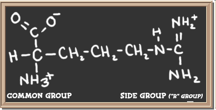 3. α- keto-glutársav csoport lebontása prolin