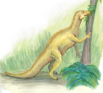 Az óriás fog rejtélye 97 Évekkel később számos egész Iguanodon-csontvázat találtak. De csak kilencméteresek voltak. A csontok azt mutatták, hogy időnként a hátsó lábain járt.