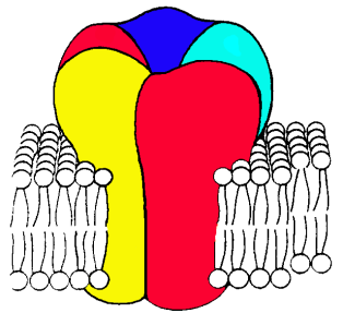 Acetylcholin receptor alegységei