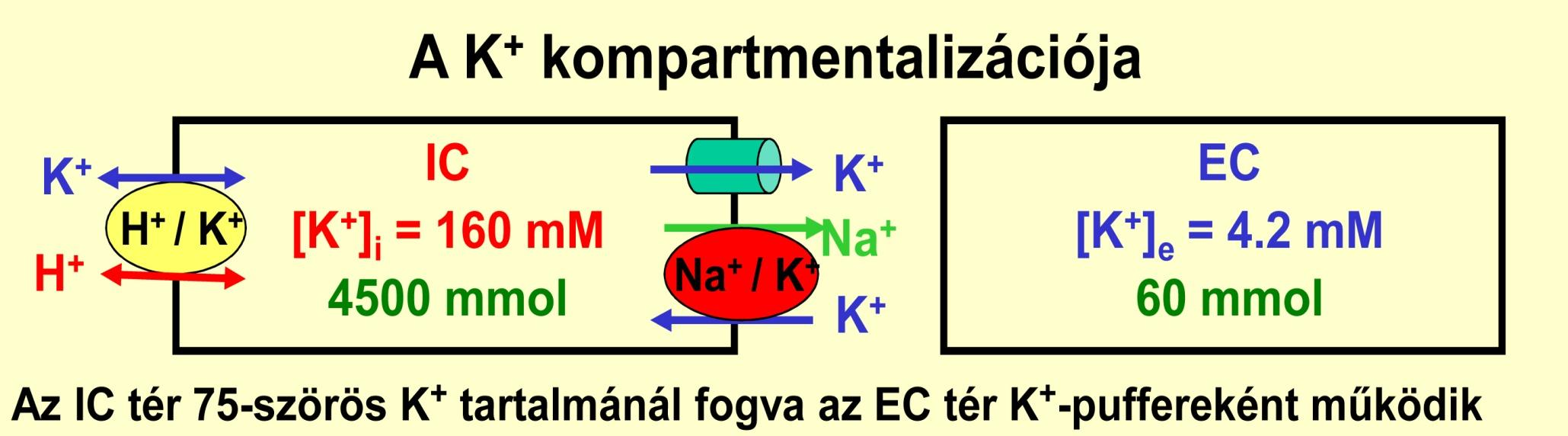 A vérplazma kálium tartalmának belső raktárból történő passzív szabályozódása Passzív szabályozódás: az extracelluláris K-ion szintje hat minden sejt Na-K pumpájának aktivitására és a