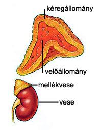 Mellékvese mineralokortikoidok