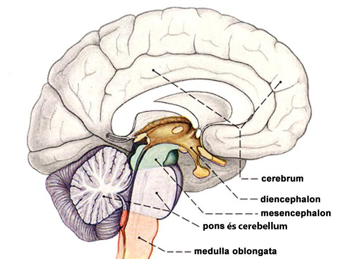 A diencephalon