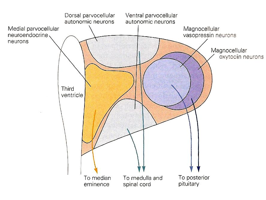 A paraventrikuláris