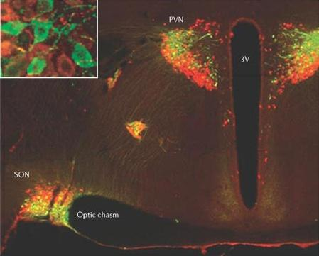 Az oxytocin és vazopressin