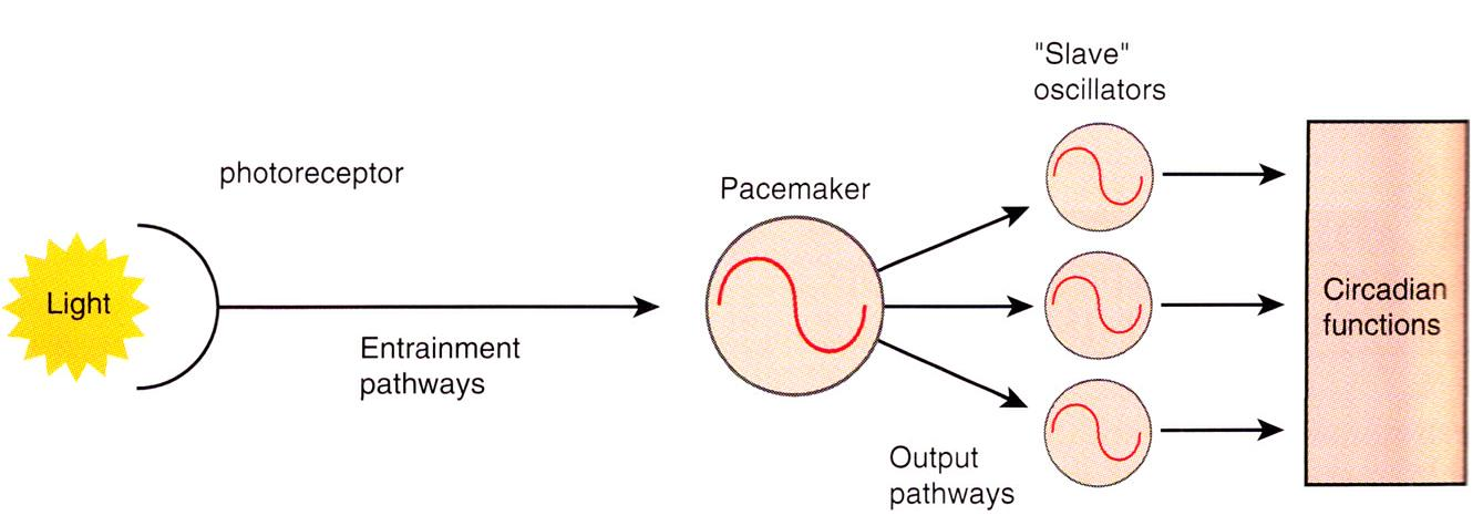 A napi (circadian)