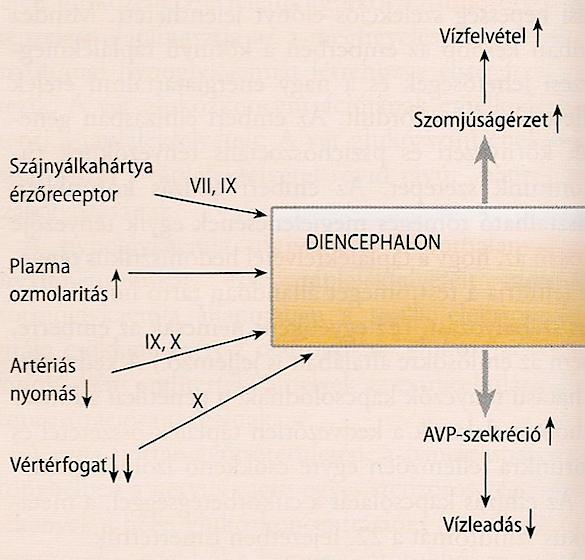 A vízforgalom