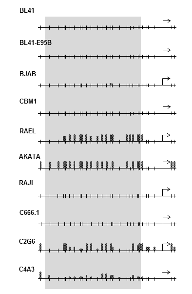 15. ábra CpG dinukleotidok metilációjának mértéke a biszulfit kezelés és azt követő direkt szekvenálás eredményeként B-sejt és epitheliális sejtvonalakban.
