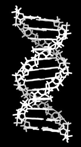 DNS-molekula A dezoxiribonukelinsav