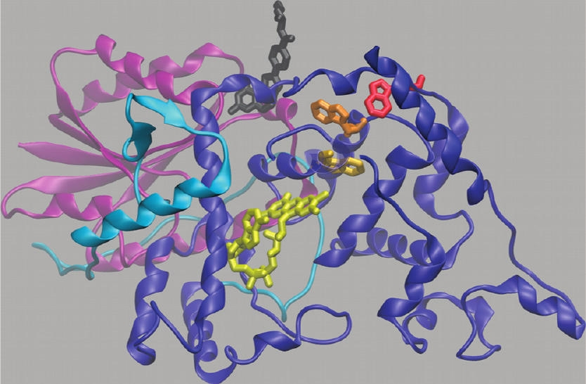 Escherichia coli DNS-liáz enzim Park, H.; Kim, S.