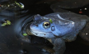 A Hétdomb Természetbarát Egyesület Vörösfenyő kulcsosház: A ház tagoknak a kulcsosháznál legalább évi egy alkalommal végzett munka, illetve útfestés vállalása esetén térítésmentes.