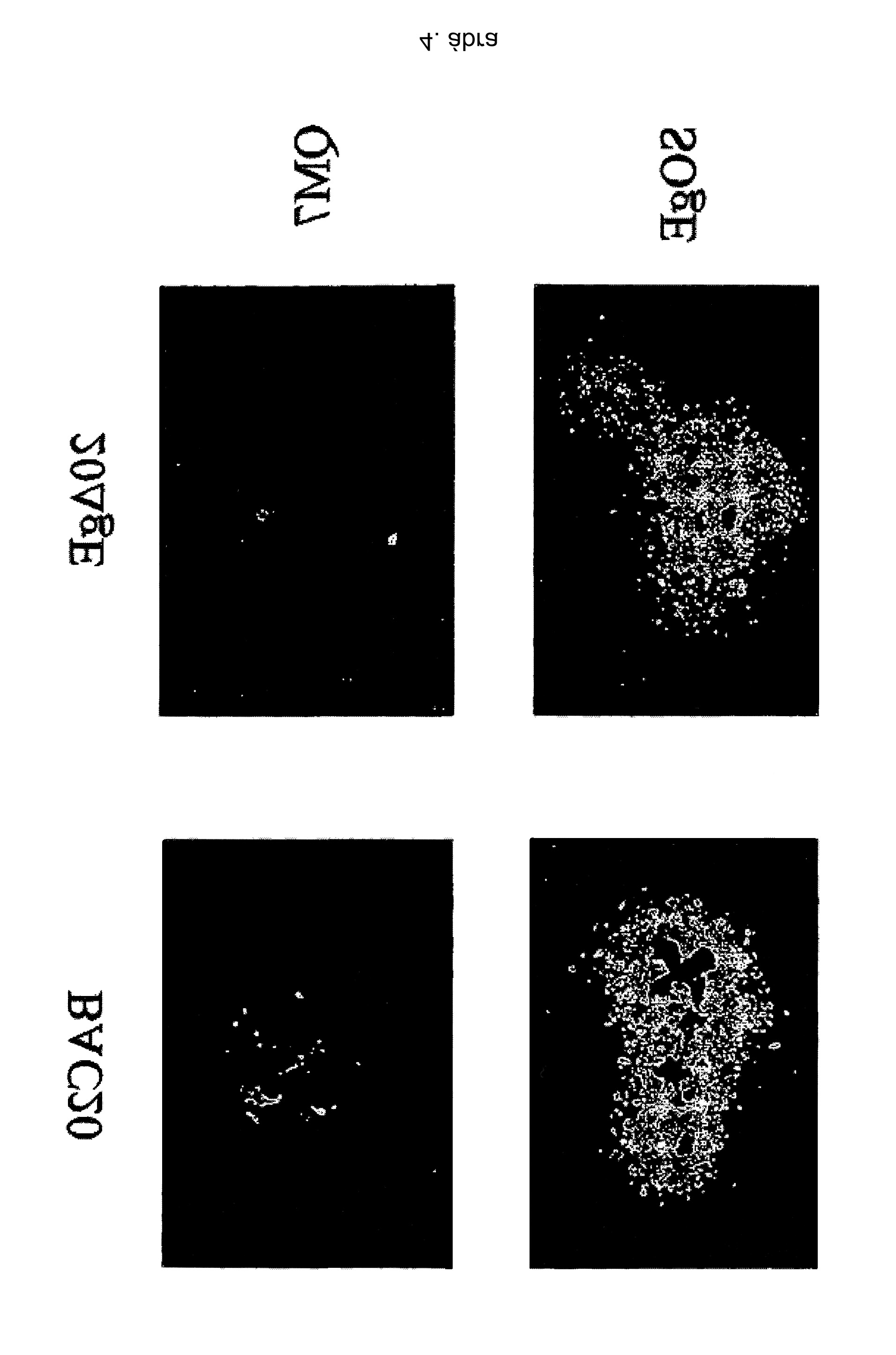 HU 006 911 T2 Int.