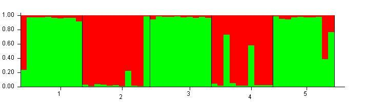 15. ábra: A STRUCTURE program eredménye (a két genetikai klaszter piros és zöld színnel van jelölve; 1=Farmos; 2=Babatpuszta; 3=Izsák; 4=Fenékpuszta; 5=Rakamaz) A STRUCTURE program edményei (4.