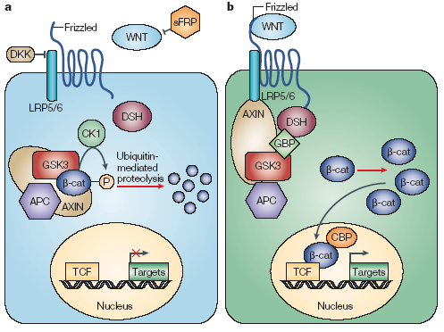 2. Wnt/β-catenin útvonal Wnt - Frizzled Kanonikus/ β- catenin-függő útvonal?