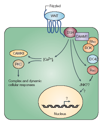 2. Wnt/β-catenin útvonal Delta szintjét megemeli az R3 sejten -> R4 Wnt/Calcium-útvonal - β-catenintől független útvonal - bizonyos Wnt-ekhez kötődik