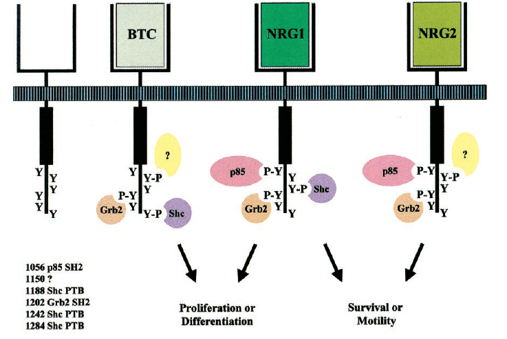 4. Receptor tirozin kináz útvonal - EGF-szerű növekedési faktorok receptorai: EGFR, ErbB2, ErbB3, ErbB4 - Ligandspecificitásuk eltérő: EGF TGFα amphiregulin epiregulin HB-EGF betacellulin