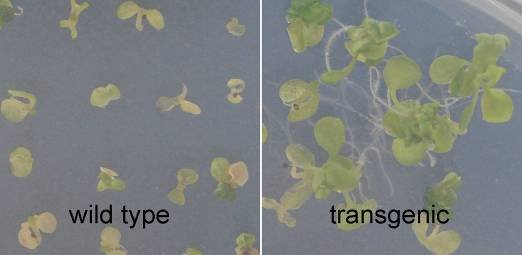 3. ábra Kontroll és transzgénikus Arabidopsis thaliana növények kezelése metolaklórral táptalajon (balra), Jiffy tőzegkockában (középen) és cserépben (jobbra) Az acifluorfén kezelést (0,06 µm)