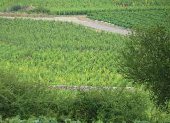 kórokozók Szőlő aranyszínű sárgasága (Grapevine flavescence dorée) A szőlő aranyszínű sárgaságát a Grapevine flavescence dorée fitoplazma okozza.