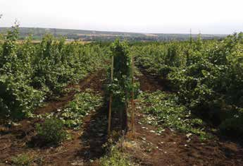 Szőlőtermesztési praktikák praktikák a szőlő zöldmunkájáról Minden növényvédelmi beavatkozásnál elmondható, hogy annak hatékonyságát alapvetően befolyásolja a kijuttatás minősége, a lombozaton elért