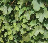 A szőlő legfontosabb kártevői Atkák kártevők Évjáratonként, területenként eltérő mértékű kártétellel jelentkeznek a szőlő atkakártevői.