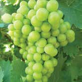 szőlő termesztéstechnológia vódó készítmények használatát.