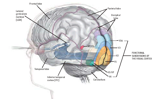 V1, V2: egyszerű vizuális vonások V5, V3A: mozgás, térbeli lokalizáció, vizuálisan vezérelt mozgások V3, LOC