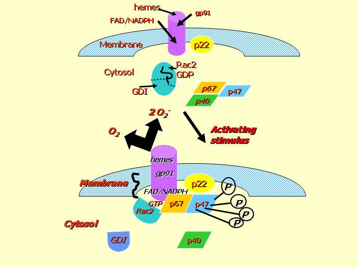 11 2/2. ábra. A NADPH oxidase aktiválódásának egyszerősített vázlata (Bokoch és Diebold, 2002, Blood 100:2692) szerepérıl szólva, egy újabban felmerülı kérdés is szóbajön.