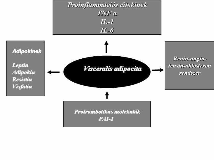 36 3.1.2. Az obezitás jelentısége A metabolikus szindróma kialakulásában csaknem az összes teória igen elıkelı pozícióban foglalkozik az obezitással, konkrétan a visceralis típusú elhízással.