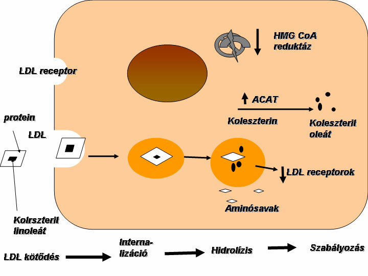 67 csak abban van, hogy képes eltávolítani az LDL-t a keringésbıl, hanem inkább szabályozó szerepet tölt be, nem csupán a májsejtekben, de a perifériás sejtek többségében is (Balasubramaniam és