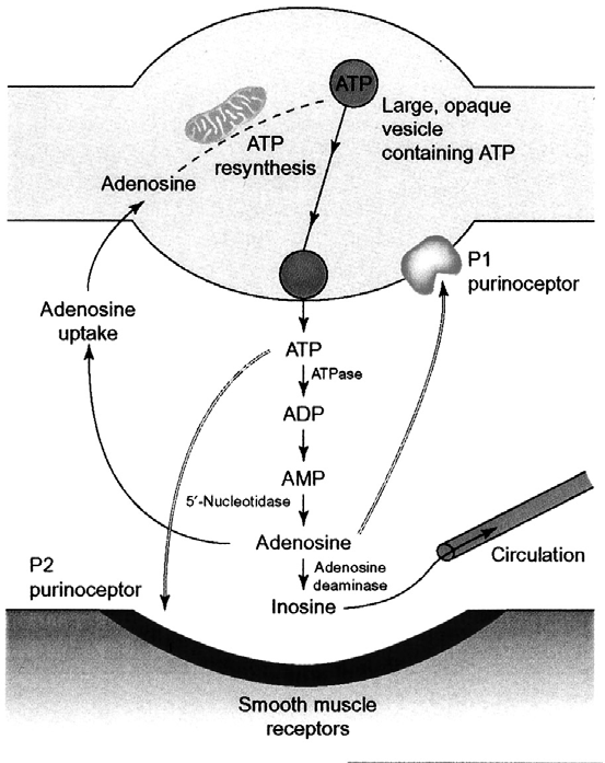 22 4. ábra. Purinerg neuroeffector junctio vázlatos ábrázolása. Az ATP vezikulákban tárolódik, exocytosissal ürül ki a varicositasból, postjunctionalisan a simaizmok P 2 purinoceptorain hat.