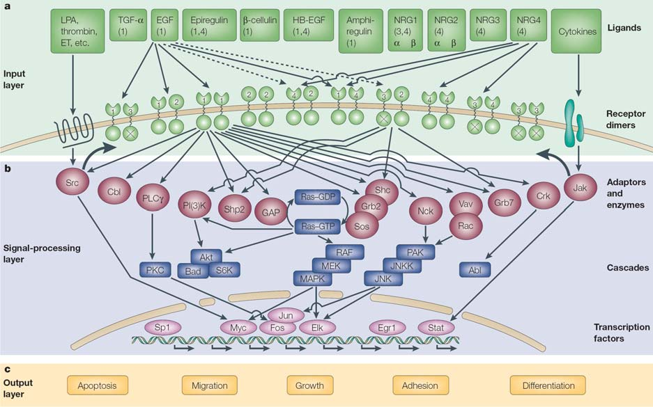 Irodalmi áttekintés Yarden, Nature Reviews Molecular Cell Biology, 2001, 2:127 3. ÁBRA: Az ErbB receptorok és ligandjaik által aktivált jelátviteli útvonalak.