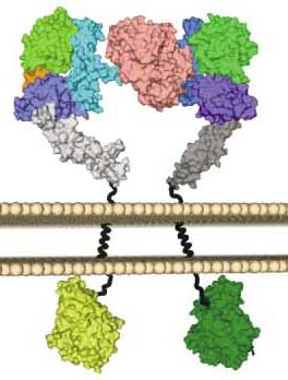 Irodalmi áttekintés heterodimerizációját a heregulin által aktivált ErbB3-mal vagy a TGFα által aktivált ErbB1- gyel.