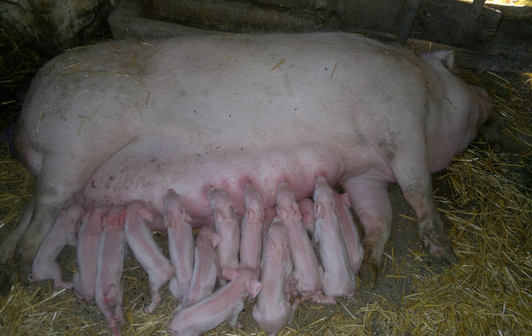 Búza ember, földhasználat A búzatermelés gondos trágyázást igényel. A trágya főforrása a jószág.