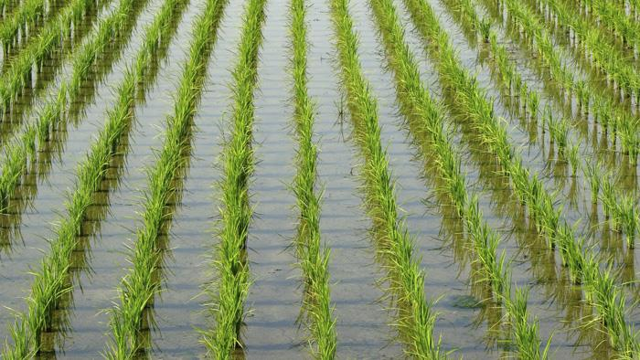 Ember rizs, kezdetek I. e. kb. 2000 körül hozható kapcsolatba az emberrel. Az ember a rizst az árasztásos termeléssel félvízi növénnyé alakította.