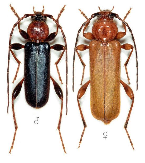 Változékony korongcincér (Phymatodes testaceus) Megjelenés: Előtora és csápja piros, a szárnyfedői sötétkékek vagy sárgák, változékony színekben fordul elő. Teste lapos, hosszú, 6-17 mm.