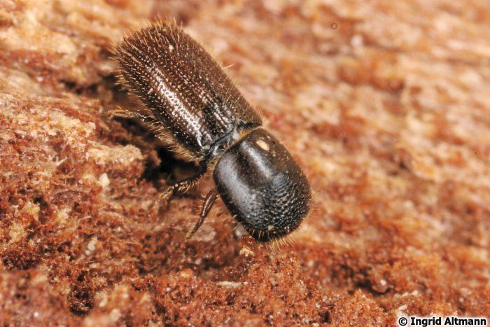 Vadgesztenyeszú (Xyleborus saxeseni) Megjelenés: 2-2,5 mm. Vörösbarna, sötétbarna színű bogár. Elterjedés, életmód: A Kárpát-medencében gyakori.