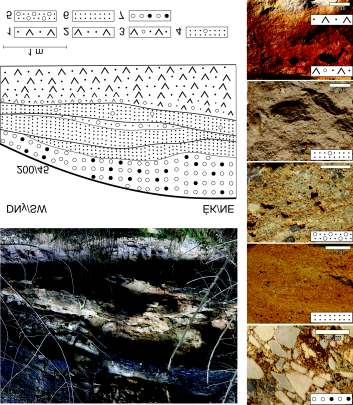 336 FARICS Éva et al.: A Budai-hegység felső-eocén összletének bázisán települő törmelékes üledékes kőzetek petrográfiai jellegei 5. ábra. A Fenyőgyöngye-kőfejtő felső-eocén rétegsora 1 Tufit kb.