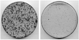 Tumorellenes szerek azonosítása Széleskörű szűrés, screening alapján Molekuláris célpontok alapján In vitro In vivo Citotoxikus szerek Osztódó sejtekre kifejtett általános citotoxikus, illetve