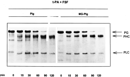 27. ábra: Metilglioxállal módosított plazminogén fluoreszcencia spektruma.