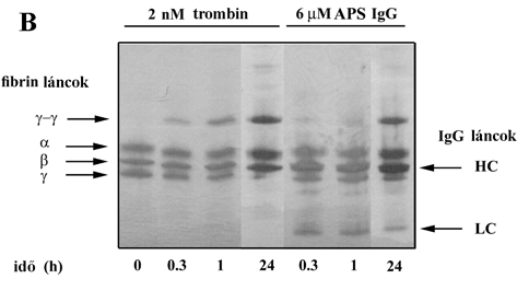 aktivitás a fibrin hiányában mért érték 85 %-ára emelkedik, vagyis az APS IgG részben felfüggeszti a fibrin-spectrozyme-pl kompeticiót.