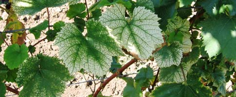 A) Színminőség szerint 4.Bronzosodás Tomato spotted wild virus 5.