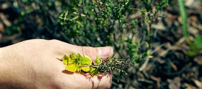 2012. június 22., péntek Nyílt nap a Pannonhalmi Arborétumban és Gyógynövénykertben ARBORÉTUM ÉS GYÓGYNÖVÉNYKERT 2012. május 28.