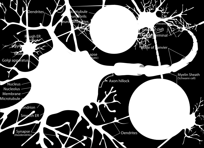 A neuron bológa oellje A neuráls hálózat alapelee a neuron. A bejövő nger felolgozását a sejtag végz, és az ereényt az aonon keresztül juttatja el a több neuronhoz.