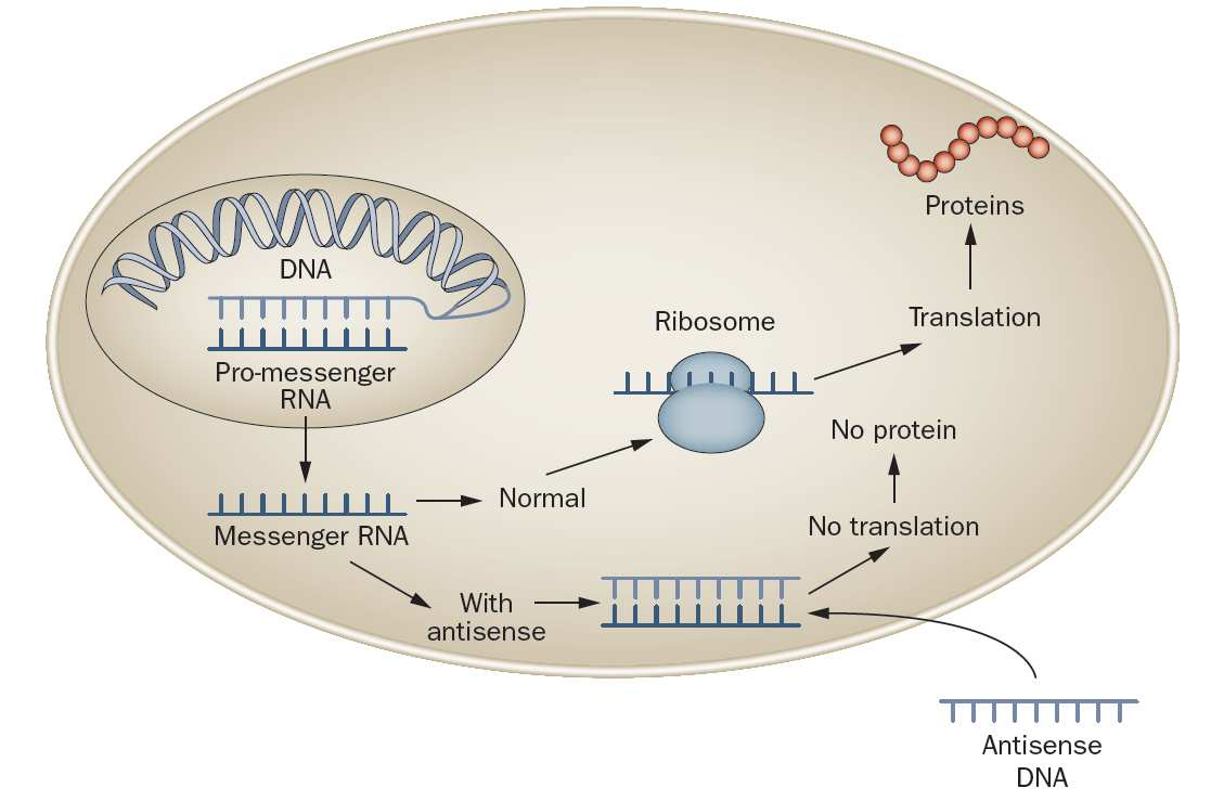 ApoB-antiszenz oligonukleotidok A DNS szálak elválása után az antiszenz szálról történik az mrns szintézise. Ez az mrns lesz a citoplazmában a protein szintézis templátja.