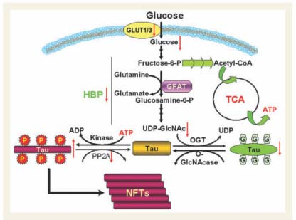 O-Glikoziláció Alzheimer betegségben Liu F, Shi J, Tanimukai H, Gu J, Gu