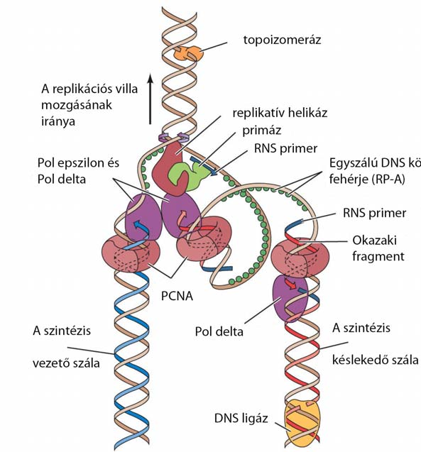 3. ábra Az ábrán a repliszóma szerkezetének sémája látható.