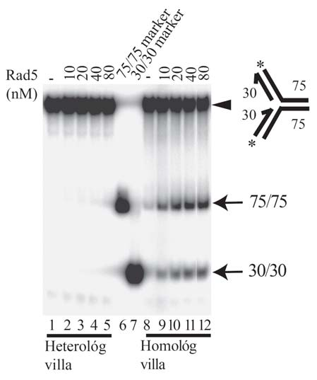 megfigyelésekkel, mely szerint a Rad5 nem helikáz. Ezzel szemben a Rad5 képes volt a homológ villa szétszerelésére kétszálú termékekké (8. ábra).