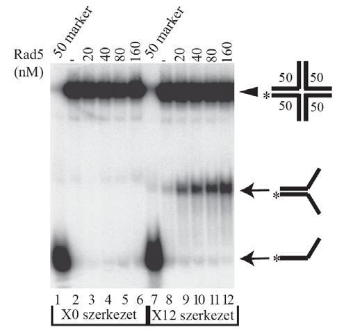 13. ábra Az kísérlet a Rad5 csirkeláb mozgató képességét (branch migration activity) demonstrálja.