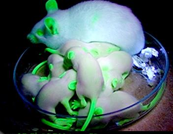 Fluoreszcens fúziós fehérjék Aequorea victoria Zöld fluoreszcens fehérje (Green Fluorescent